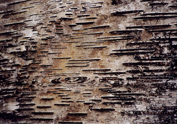 lb1-11 wood texture
