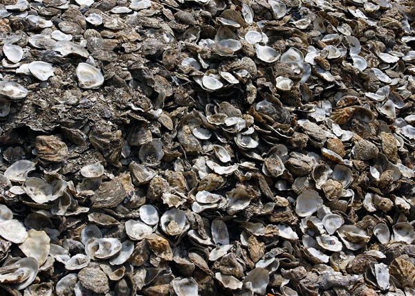 shells texture