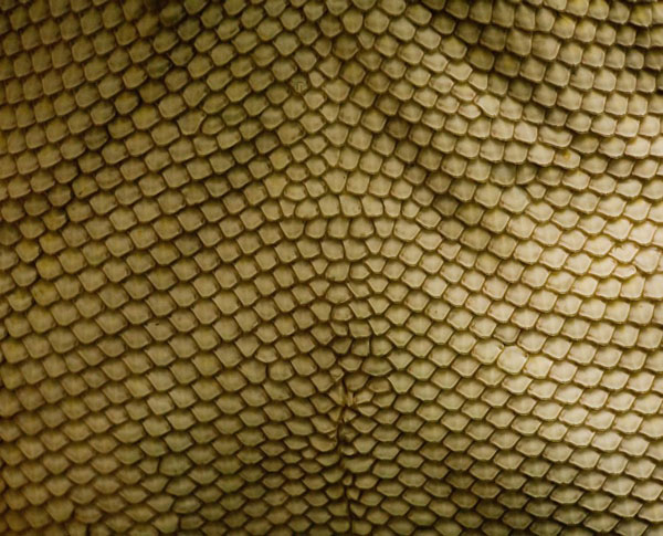 Scales texture