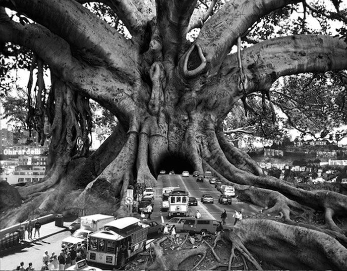 Urban tree Photo manipulation without Photoshop